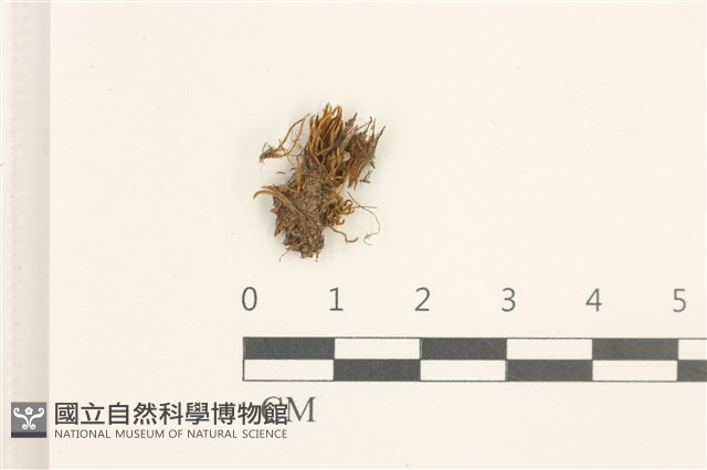 登錄號:B00003391藏品圖，第1張