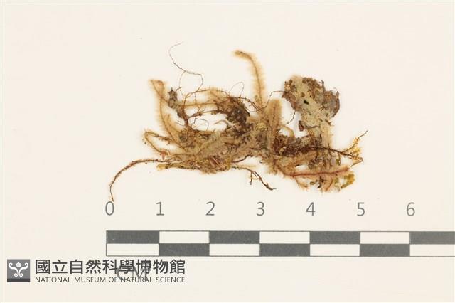 登錄號:B00005241藏品圖，第1張