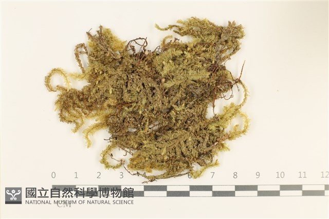 登錄號:B00000241藏品圖，第1張