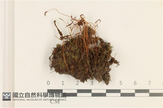 仙鶴蘚藏品圖，第1張