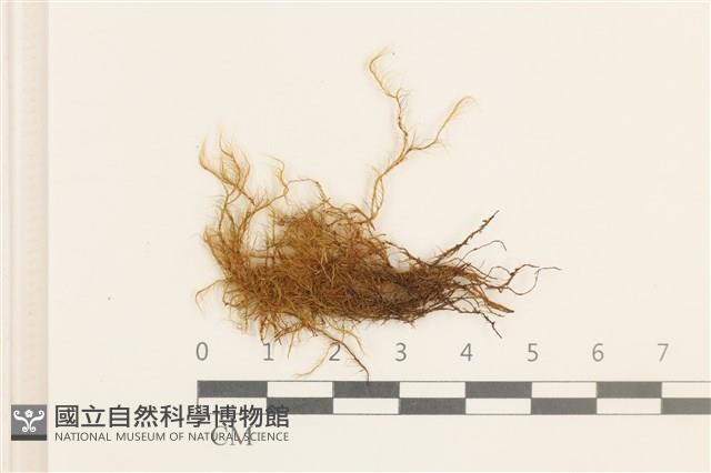 曲柄蘚藏品圖，第1張