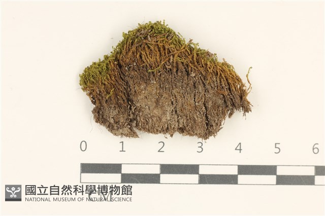 卷葉叢本蘚藏品圖，第1張