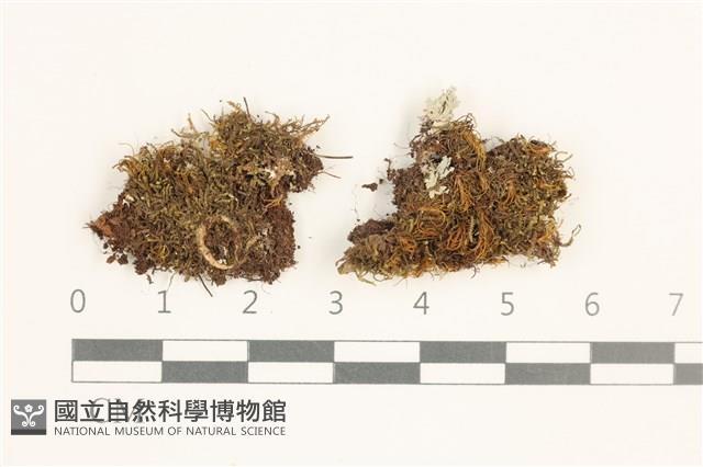 登錄號:B00016941藏品圖，第1張