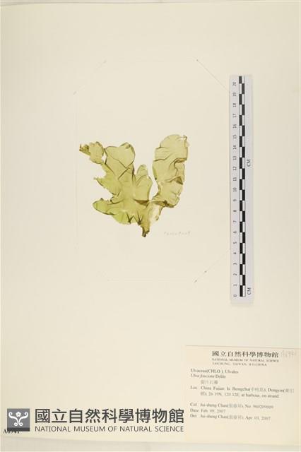 長片石蓴, 裂片石蓴藏品圖，第3張