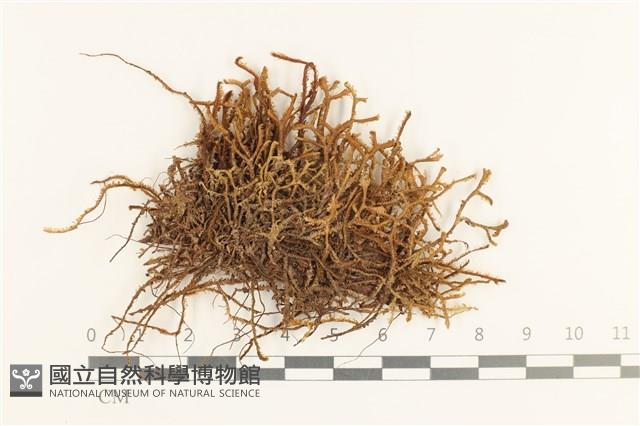 登錄號:B00004941藏品圖，第1張