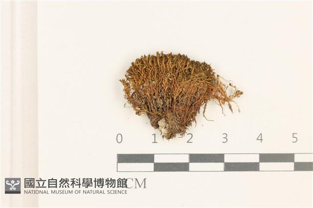登錄號:B00017941藏品圖，第1張