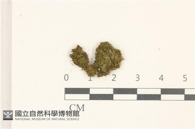 索氏叢本蘚藏品圖，第1張