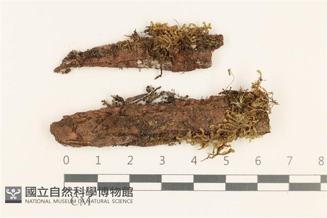 登錄號:B00010941藏品圖，第1張