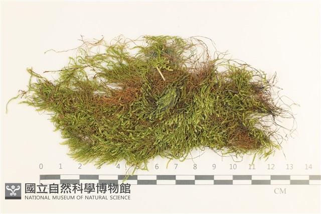 草黃濕原蘚藏品圖，第1張