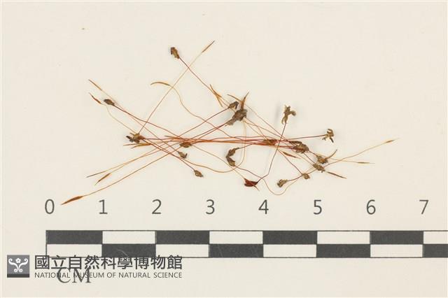 斜葉蘆薈蘚藏品圖，第1張