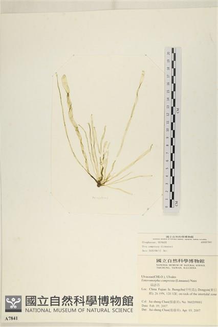登錄號:A00007841藏品圖，第1張