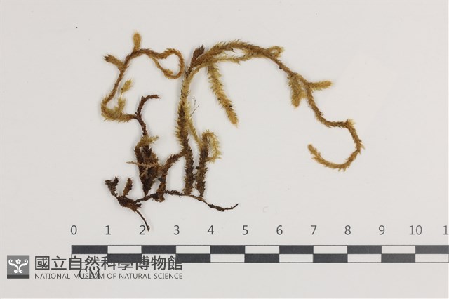毛扭蘚藏品圖，第1張