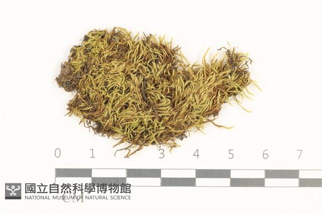 長肋青蘚藏品圖，第1張