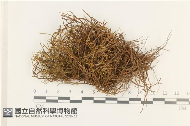 登錄號:B00002261藏品圖，第1張