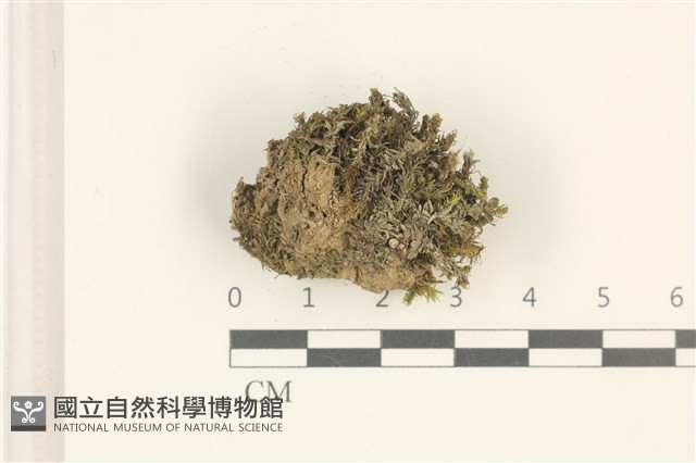 登錄號:B00005261藏品圖，第1張
