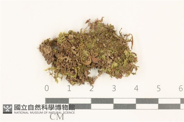 登錄號:B00014061藏品圖，第1張