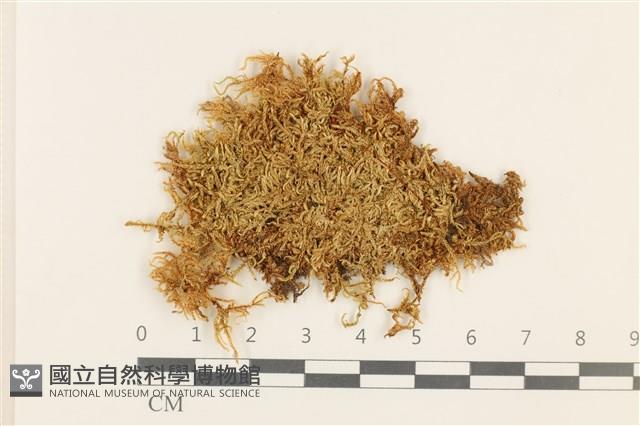 登錄號:B00007061藏品圖，第1張