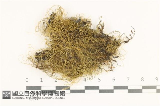 鞭枝懸蘚藏品圖，第1張