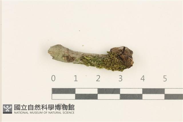 登錄號:B00019961藏品圖，第1張