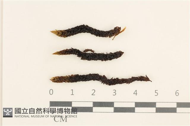 登錄號:B00016961藏品圖，第1張