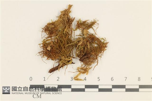 登錄號:B00004961藏品圖，第1張