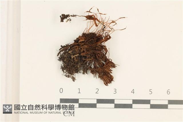 仙鶴蘚藏品圖，第1張