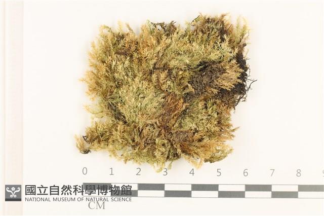 威氏青蘚藏品圖，第1張