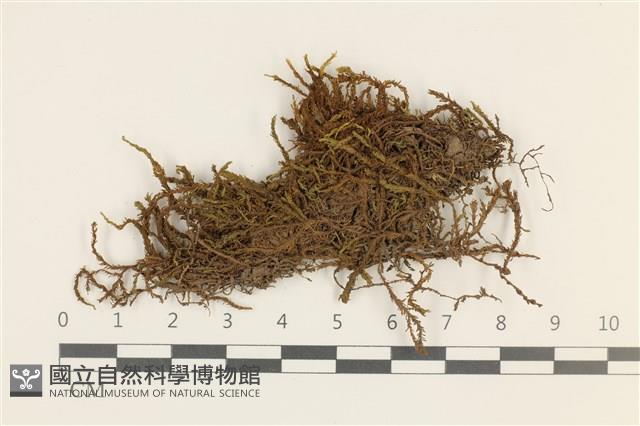 偏葉白齒蘚藏品圖，第1張