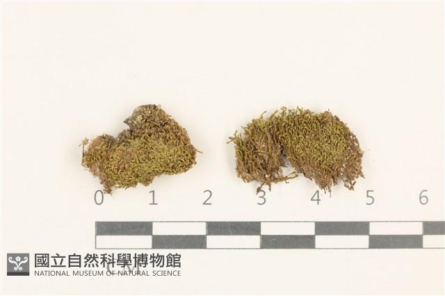 登錄號:B00014861藏品圖，第1張