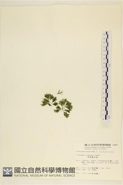 伸展剛毛藻藏品圖，第3張