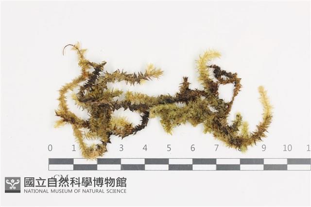 登錄號:B00011361藏品圖，第1張