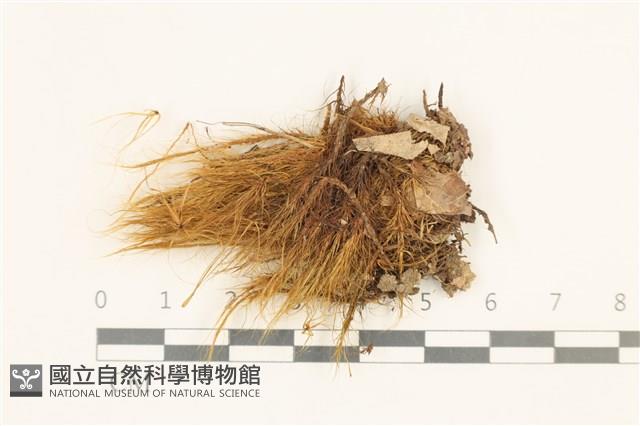 登錄號:B00012001藏品圖，第1張