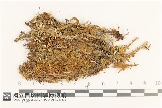 登錄號:B00014101藏品圖，第1張