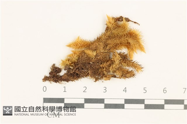 仙鶴蘚藏品圖，第1張