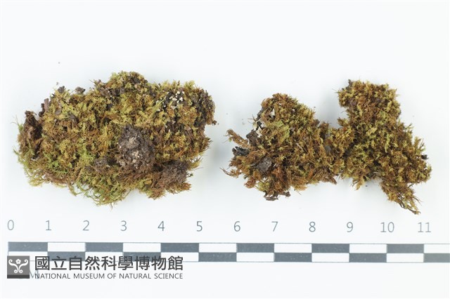 登錄號:B00013101藏品圖，第1張