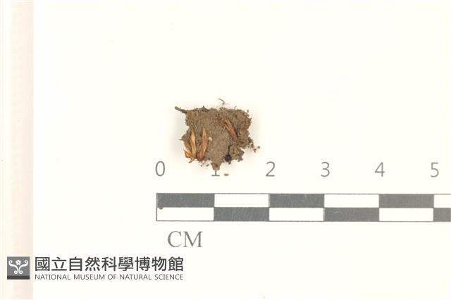 登錄號:B00019901藏品圖，第1張