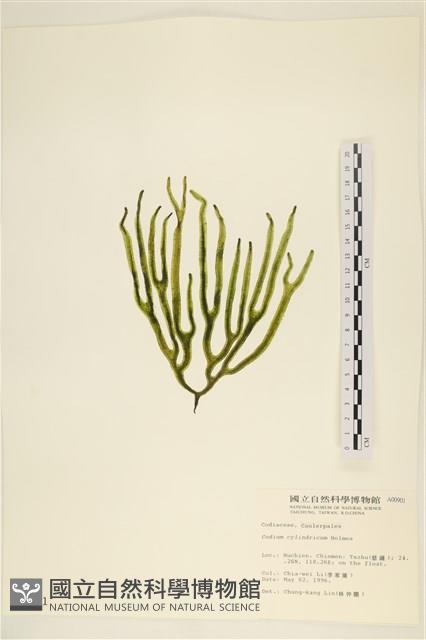 登錄號:A00000901藏品圖，第1張