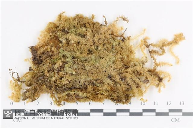 登錄號:B00003901藏品圖，第1張