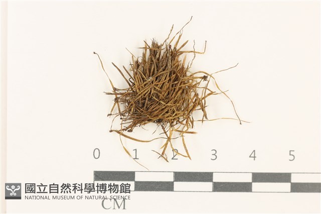登錄號:B00008801藏品圖，第1張