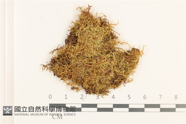 石地青蘚藏品圖，第1張