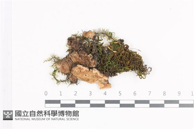 登錄號:B00015801藏品圖，第1張