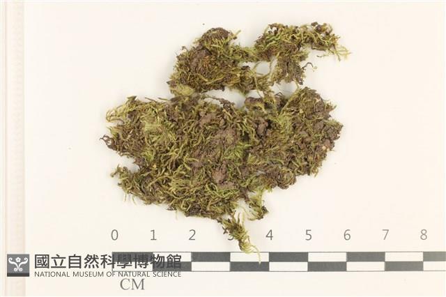細枝青蘚藏品圖，第1張
