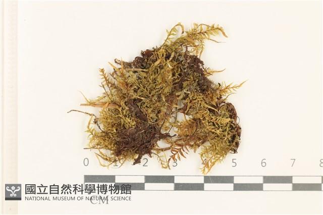 登錄號:B00000801藏品圖，第1張