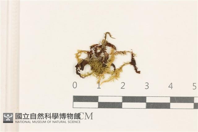 登錄號:B00021301藏品圖，第1張