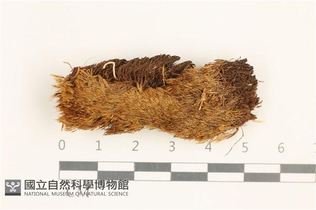 鞭枝曲柄蘚藏品圖，第1張