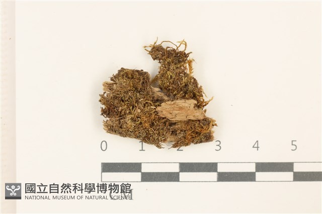 喙葉大萼苔藏品圖，第1張