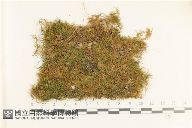 登錄號:B00013281藏品圖，第1張