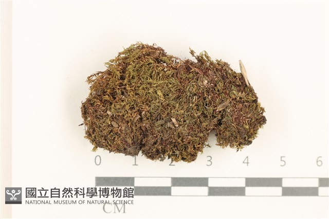 黃色真蘚藏品圖，第1張