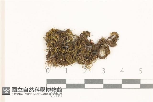 海島花葉蘚藏品圖，第1張