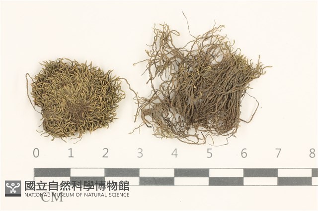 真蘚藏品圖，第1張